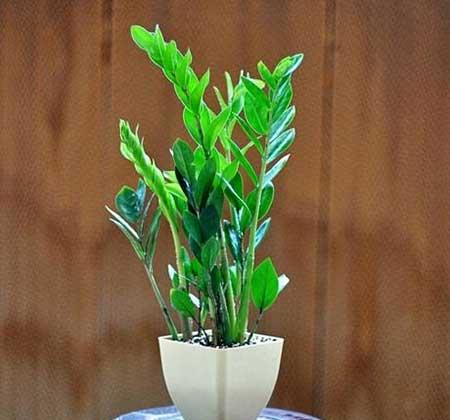 福禄寿绿植怎么养