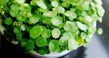 福禄寿绿植怎么养