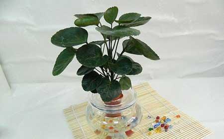 福禄寿绿植怎么养