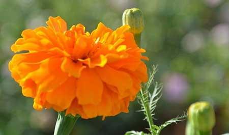 福禄寿绿植怎么养