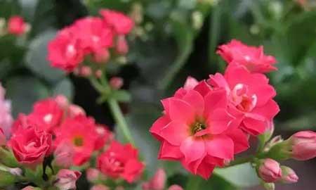 福禄寿绿植怎么养