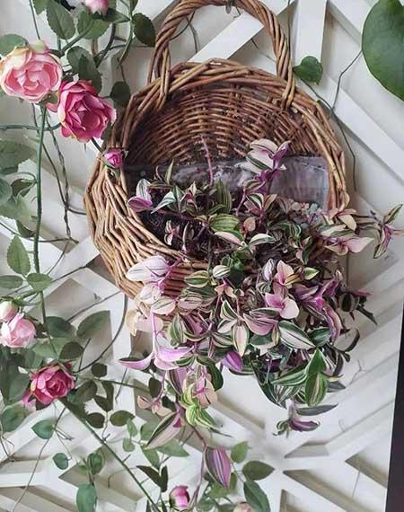 油画盆栽怎么养护