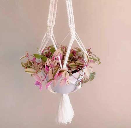 油画盆栽怎么养护