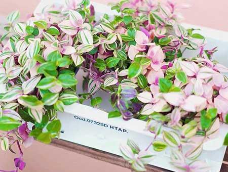 油画盆栽怎么养护