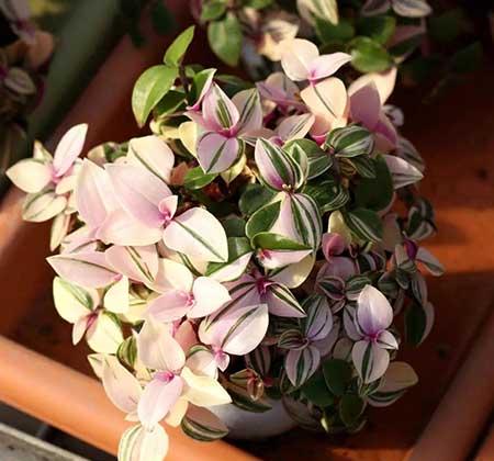 油画盆栽怎么养护