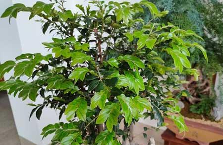 养绿植需要什么肥料