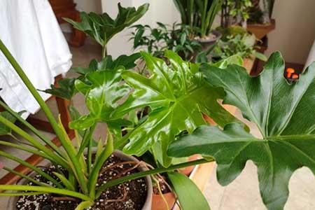 养绿植需要什么肥料