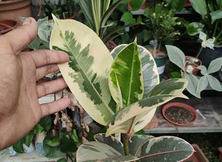 养绿植需要什么肥料