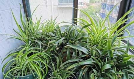 养绿植需要什么肥料