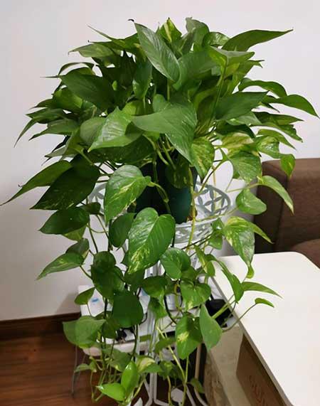 养绿植需要什么肥料