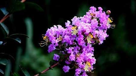 紫薇花盆栽怎么养