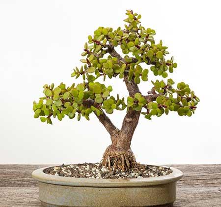 什么绿植适合室内养