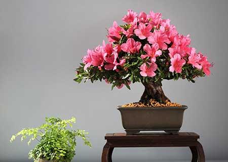 什么绿植适合室内养