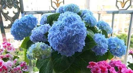 各种花卉养殖知识