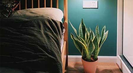 各种花卉养殖知识