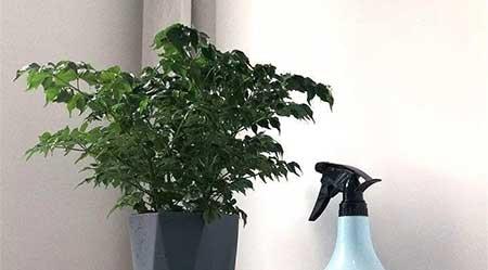 各种花卉养殖知识