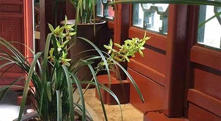 各种花卉养殖知识