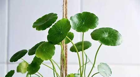 各种花卉养殖知识