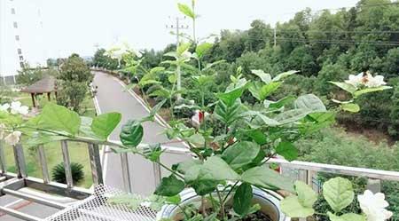 各种花卉养殖知识