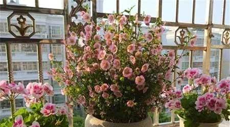 各种花卉养殖知识