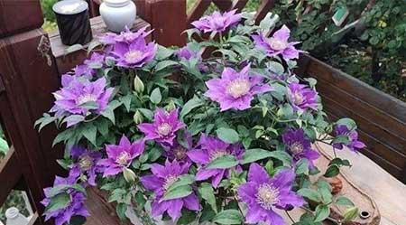 各种花卉养殖知识