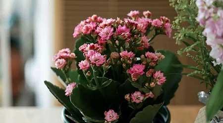 各种花卉养殖知识