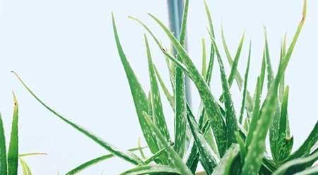 各种花卉养殖知识