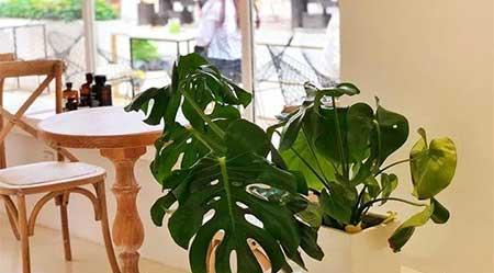 各种花卉养殖知识