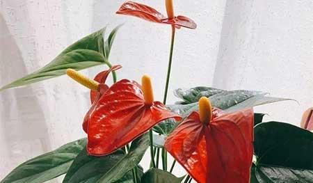 各种花卉养殖知识