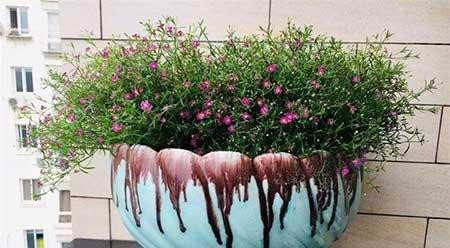 各种花卉养殖知识