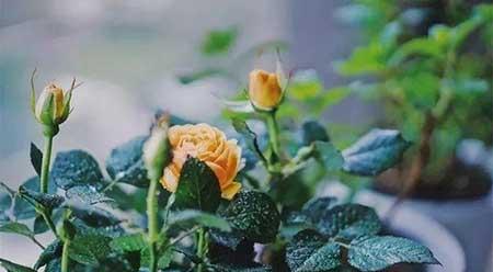 各种花卉养殖知识