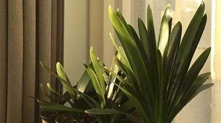 各种花卉养殖知识