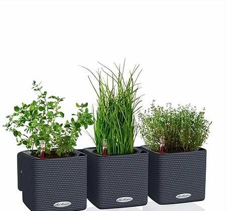 室内绿植租赁价格