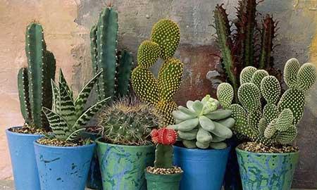 适合房间里养的花