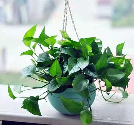 适合房间里养的花