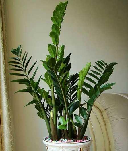 适合房间里养的花