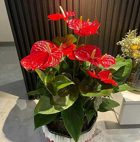 好运来花怎么养殖