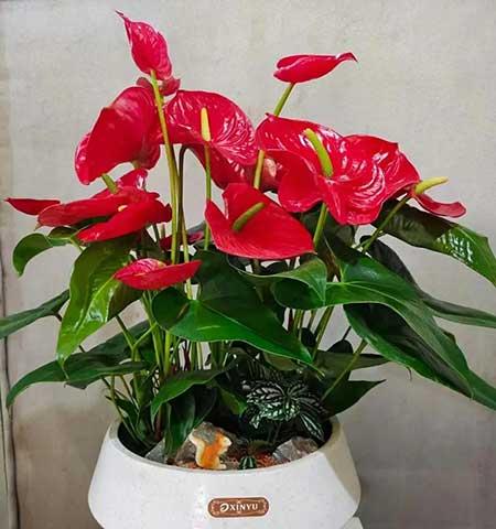 好运来花怎么养殖