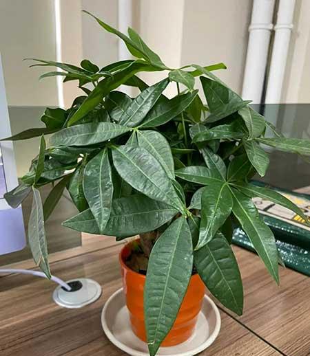 好运来花怎么养殖