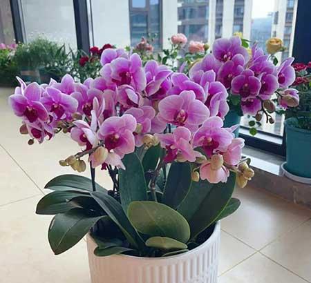 好运来花怎么养殖