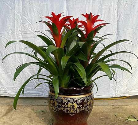 好运来花怎么养殖