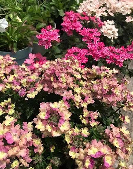 冬天养什么花比较好养