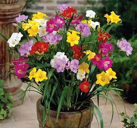 冬天养什么花比较好养