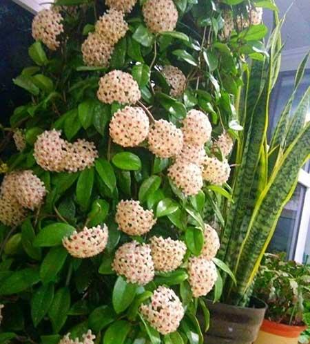 常年不见阳光适合养什么绿植