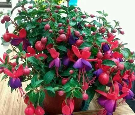 常年不见阳光适合养什么绿植