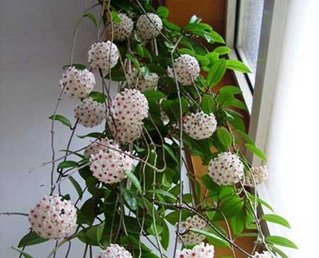 常年不见阳光适合养什么绿植