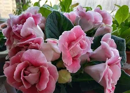 常年不见阳光适合养什么绿植