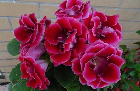 常年不见阳光适合养什么绿植