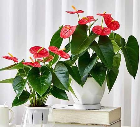 常年不见阳光适合养什么绿植