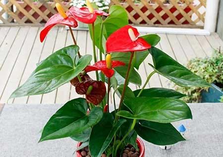 常年不见阳光适合养什么绿植